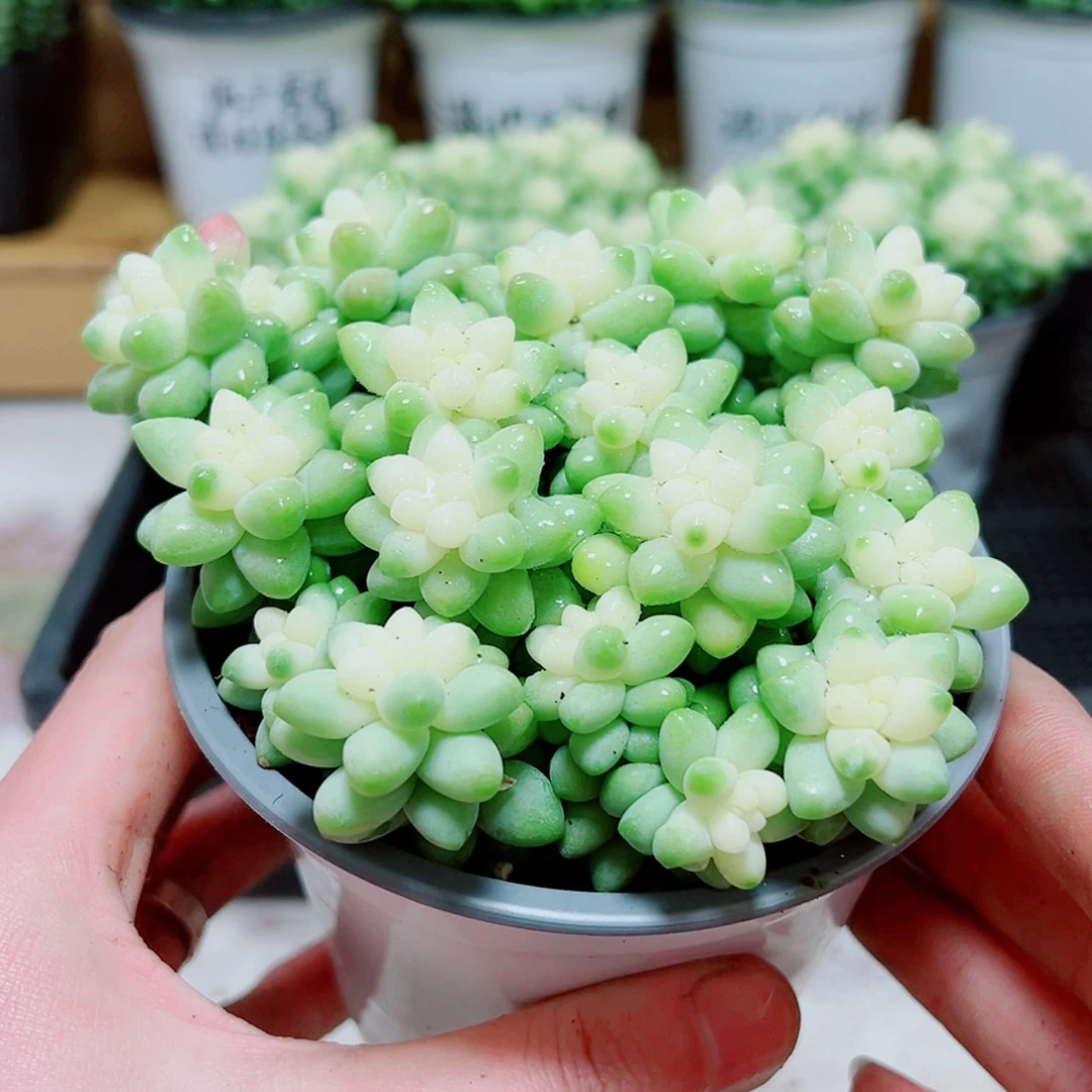 【闪购商品】大雪花玉坠多肉