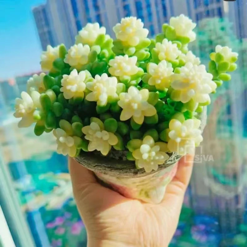 稀有贵货雪花玉坠多肉植物