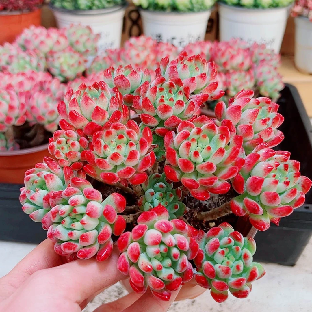 【闪购商品】大蓝精灵