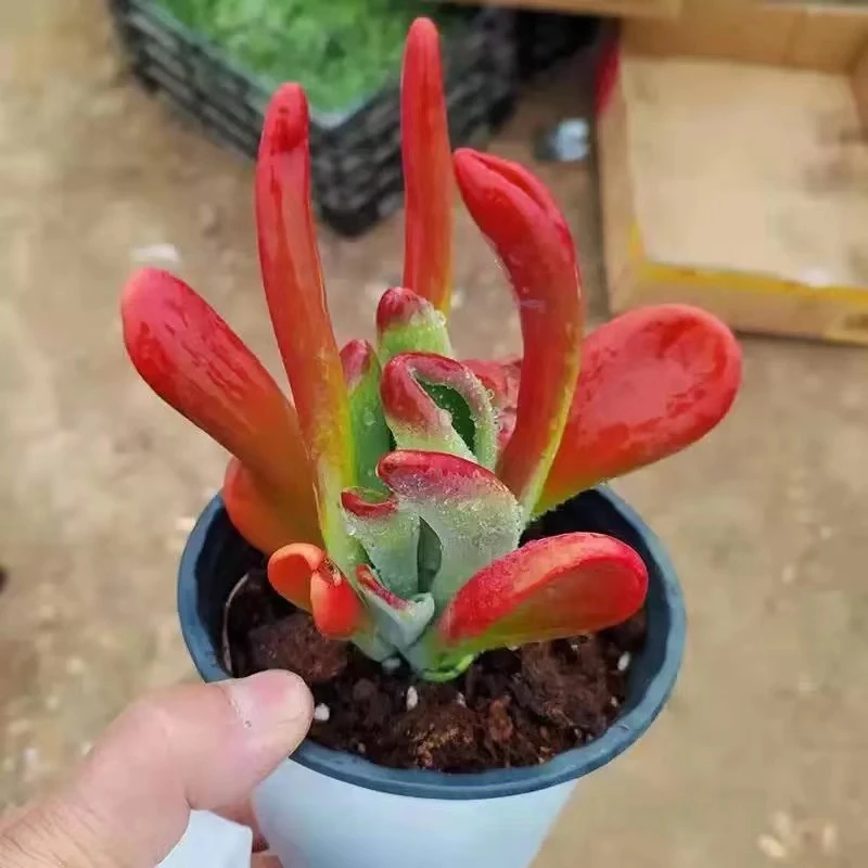 【精品火狐狸 】稀有多肉植物阳台绿植高级贵货防辐射