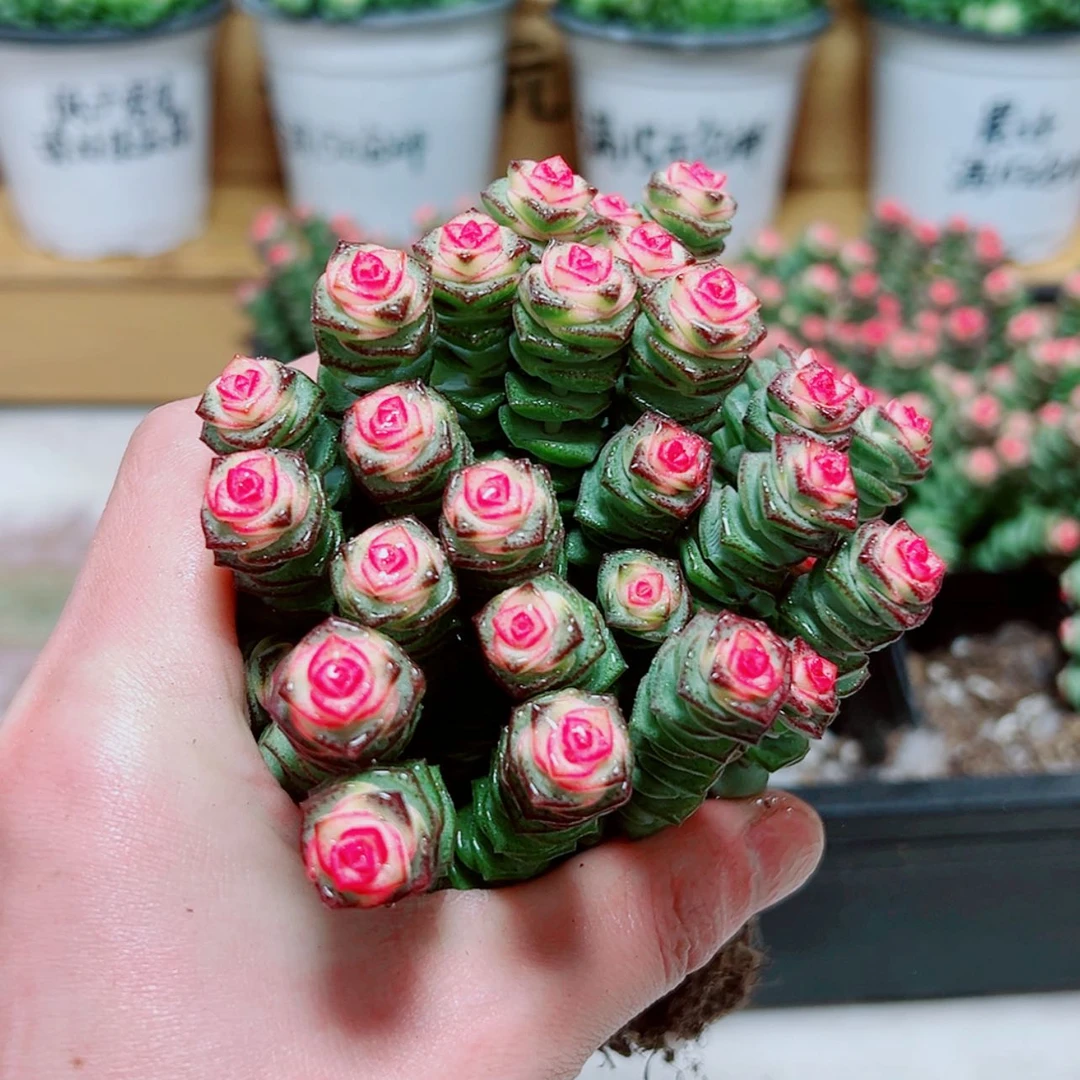 【闪购商品】彩色钱串