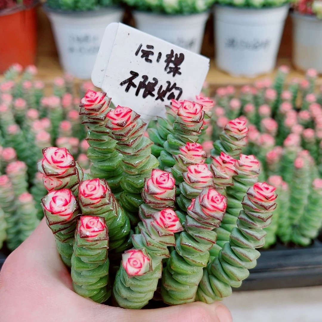 【闪购商品】1颗彩色钱串