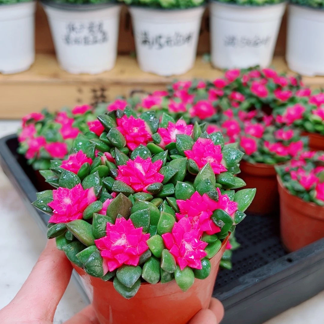 【闪购商品】圆盆吹雪之松