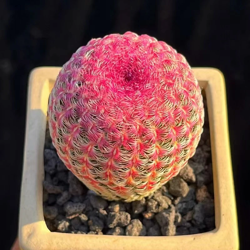 实生红太阳仙人球 防辐射 夏季好养会开花 阳台好养多肉植物