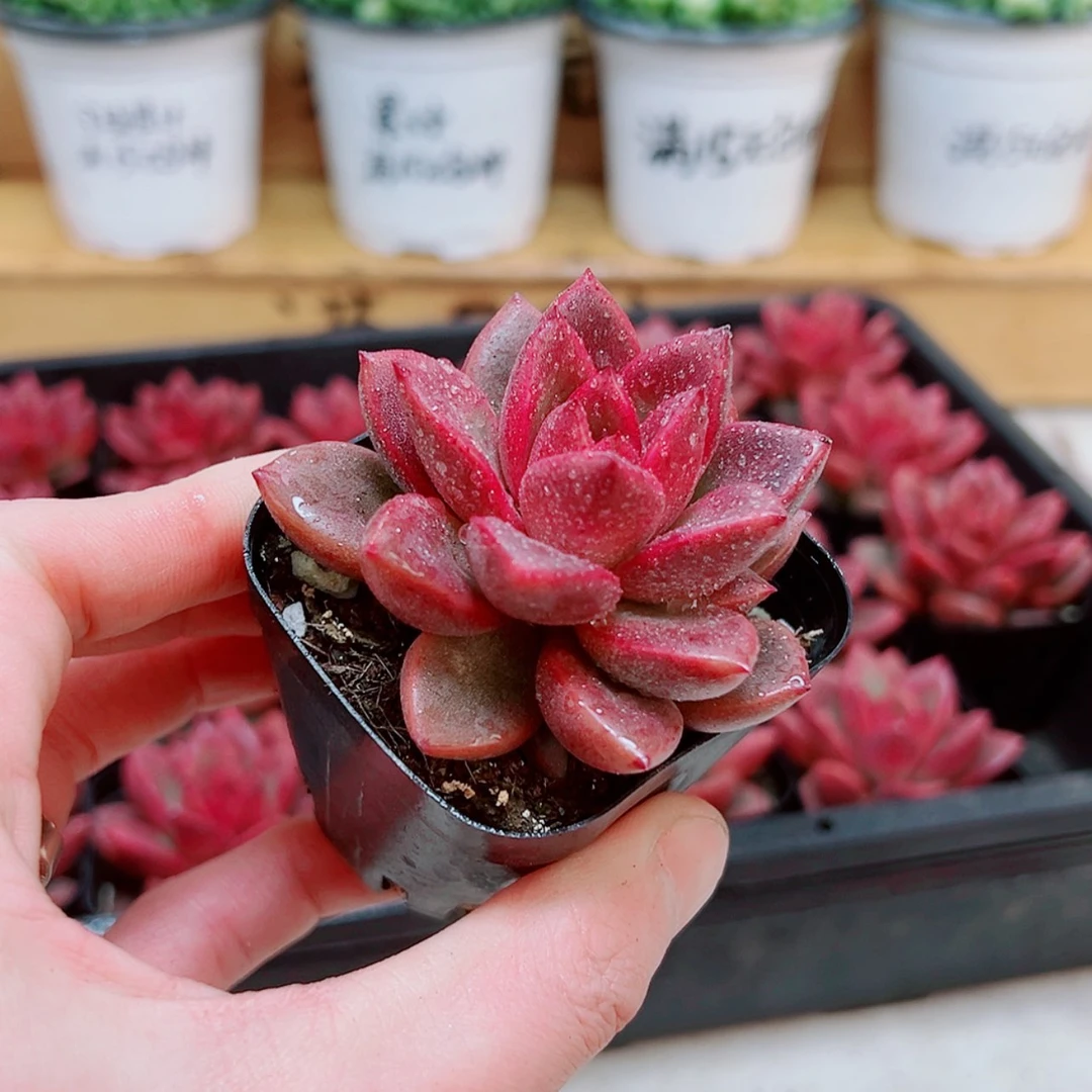 【闪购商品】罗密欧