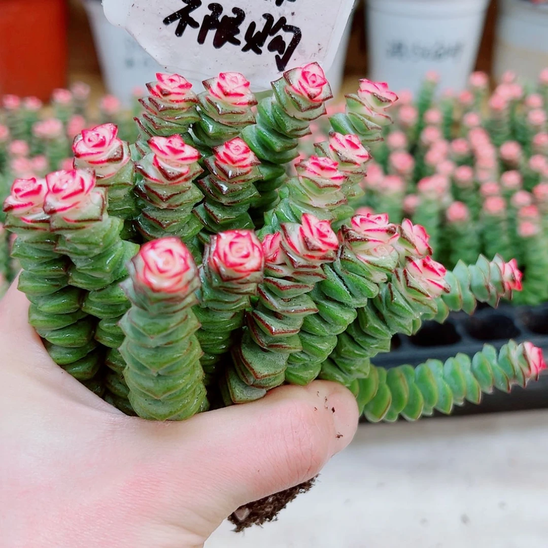 【闪购商品】1颗彩色钱串
