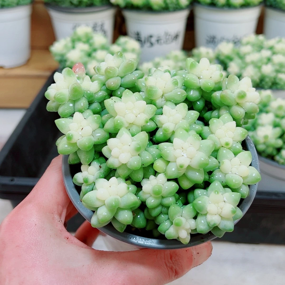 【闪购商品】大雪花玉坠多肉