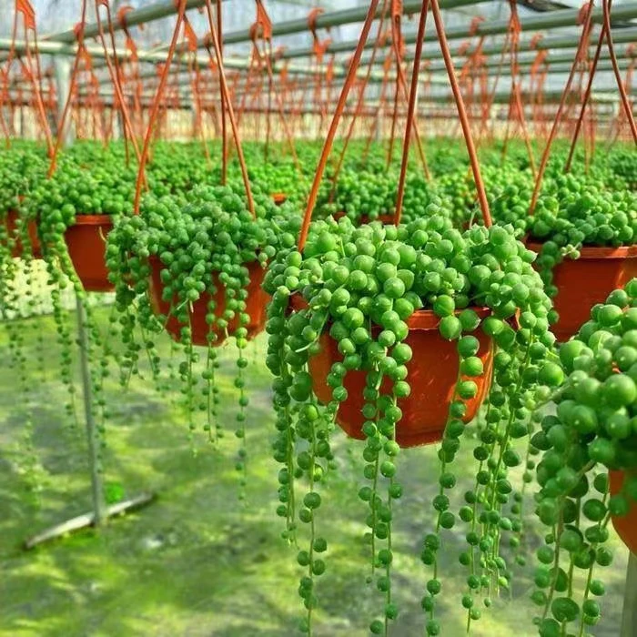 多肉植物佛珠吊篮新手四季好养易活盆栽桌面阳台花卉绿植