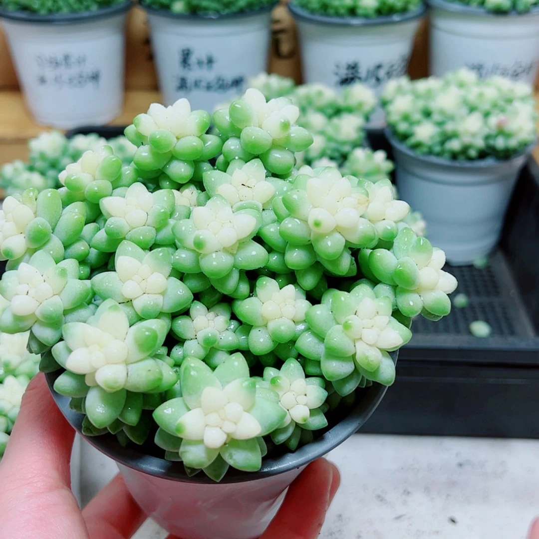 【闪购商品】大雪花玉坠多肉