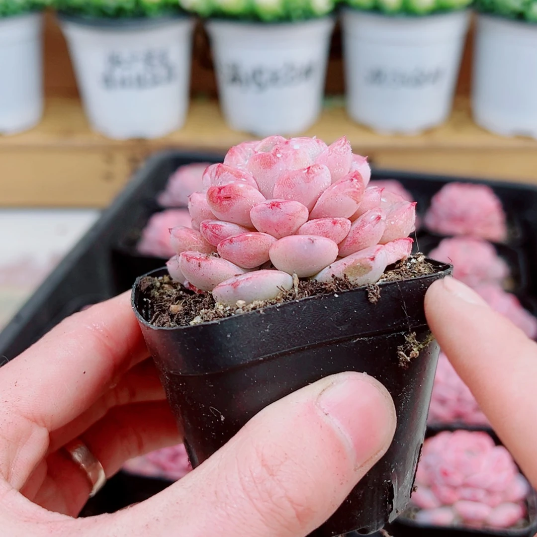 【闪购商品】恩宠多肉