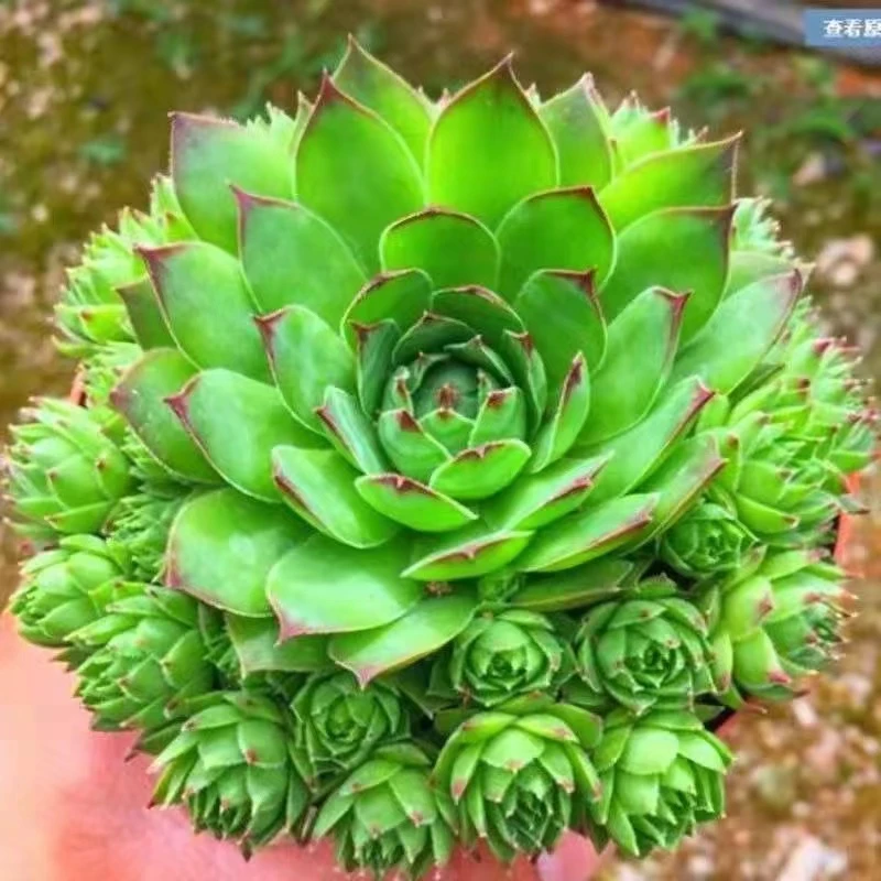 满15元包邮【观音莲】观音莲多肉植物稀有之物花卉好养