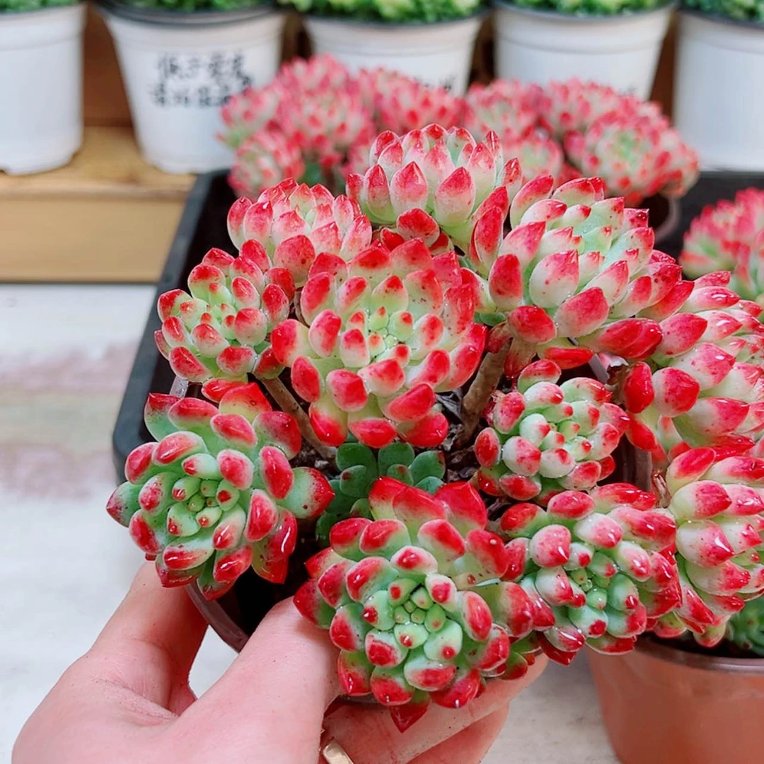 【闪购商品】大蓝精灵多肉