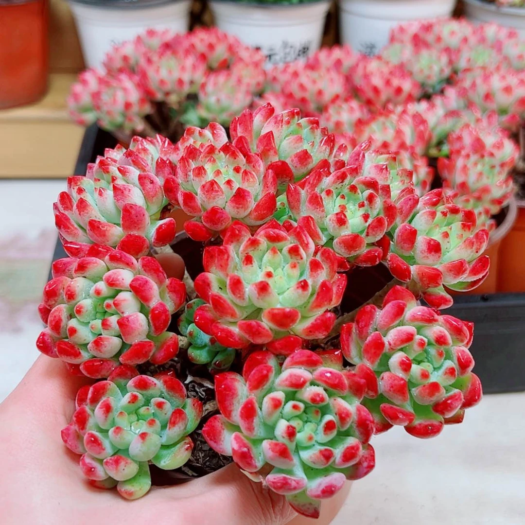【闪购商品】大蓝精灵