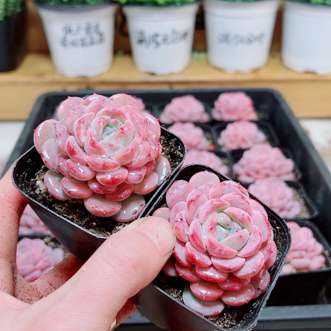 【闪购商品】恩宠多肉