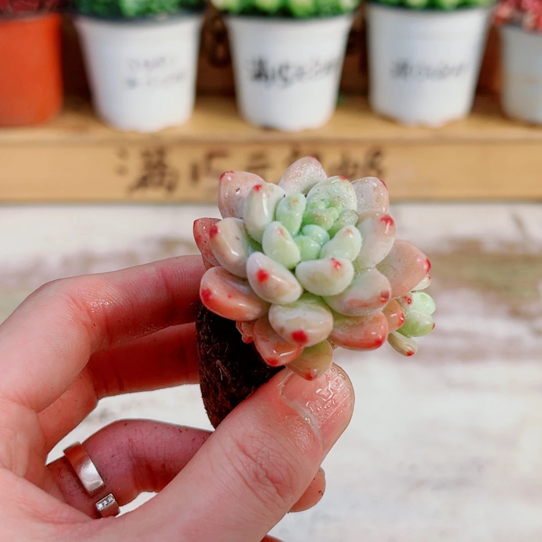 【闪购商品】1颗罗琦