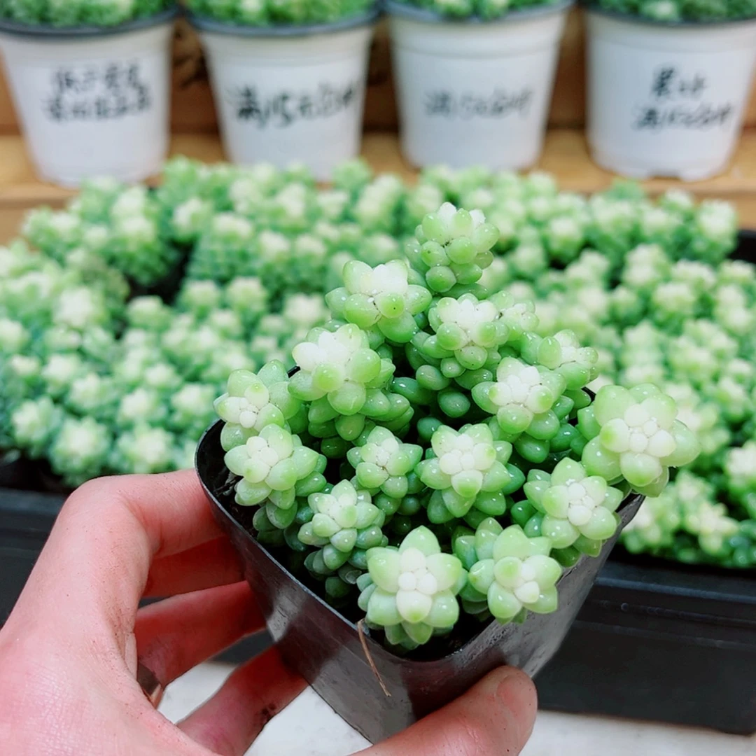 【闪购商品】小雪花玉坠多肉