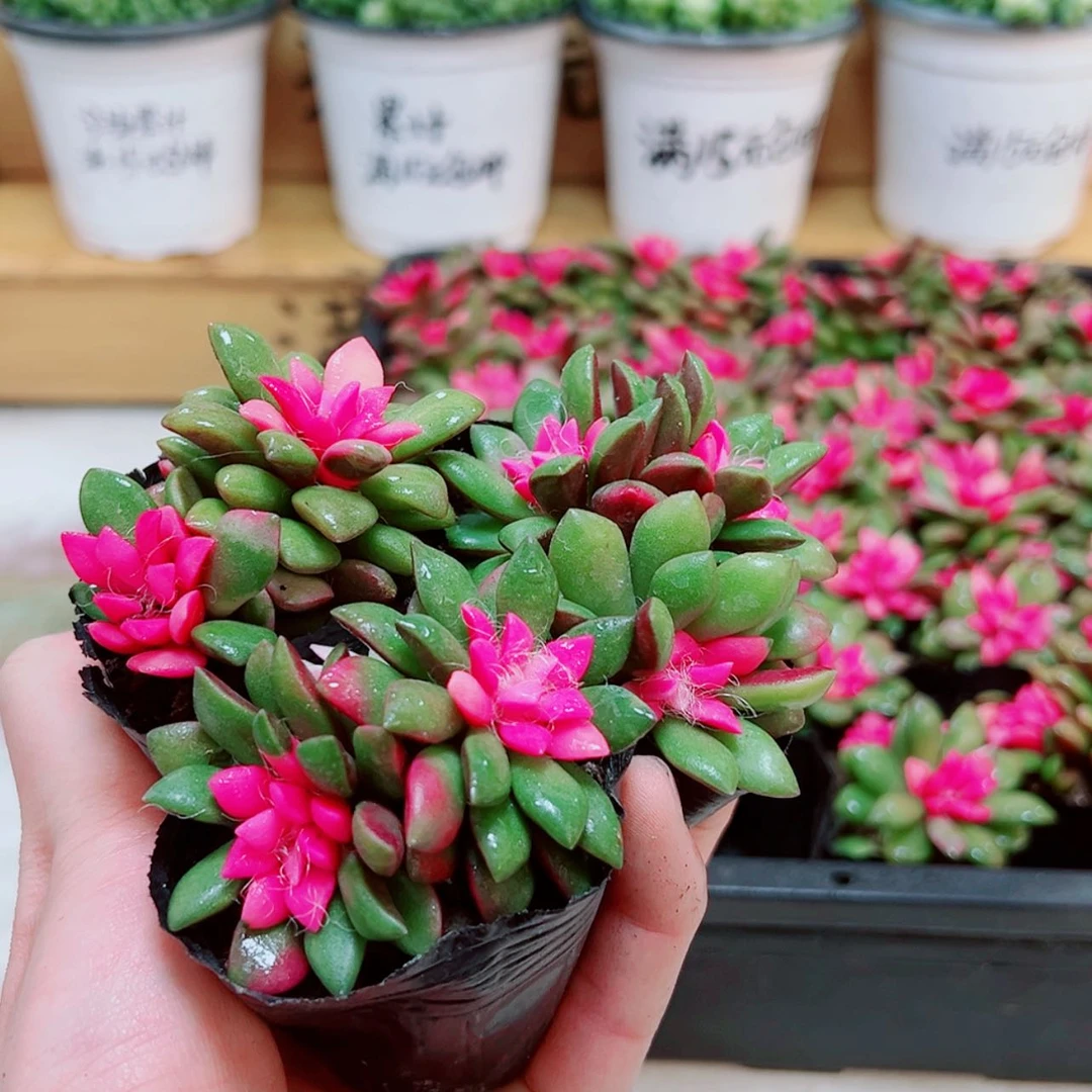 【闪购商品】3颗吹雪之松