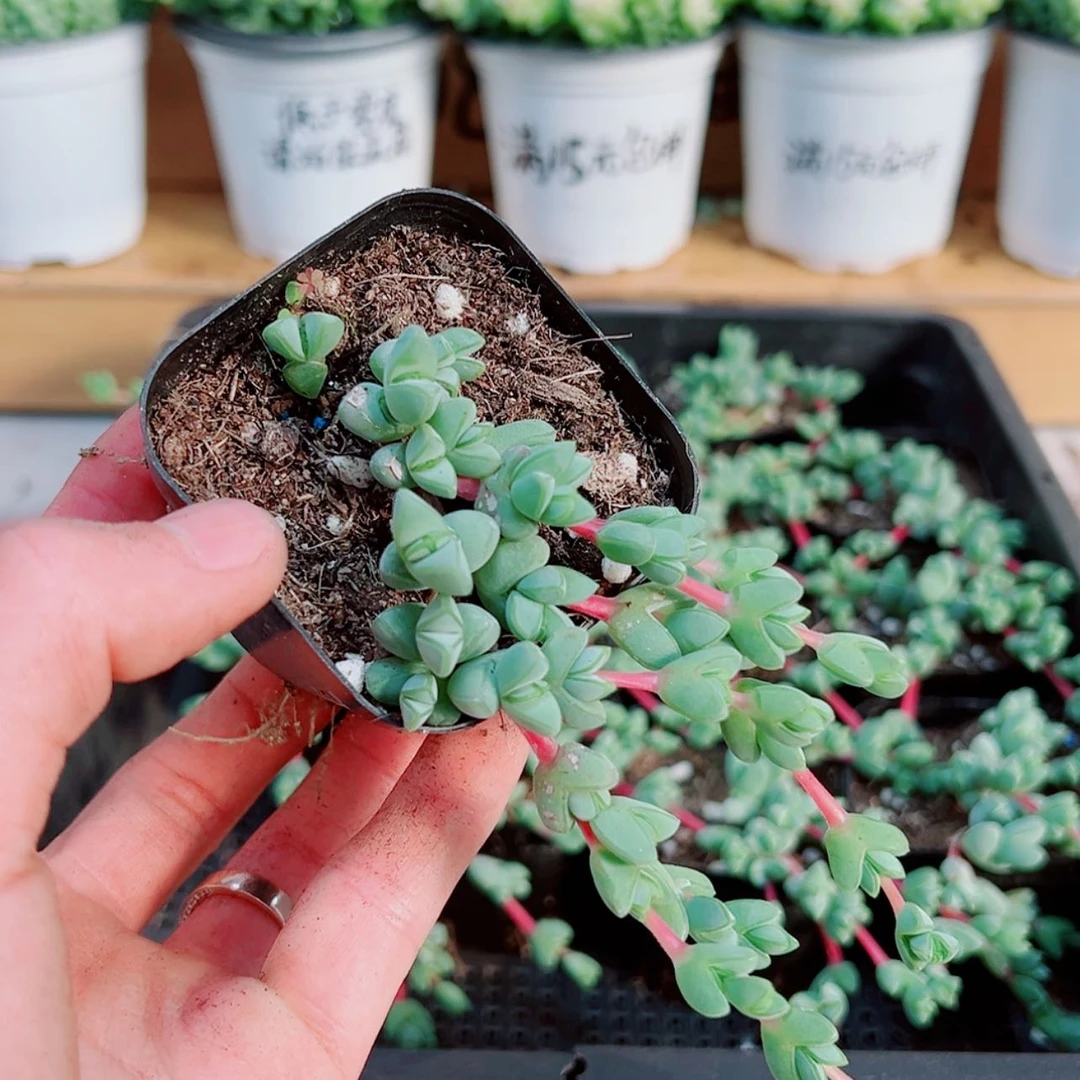 【闪购商品】碧玉莲
