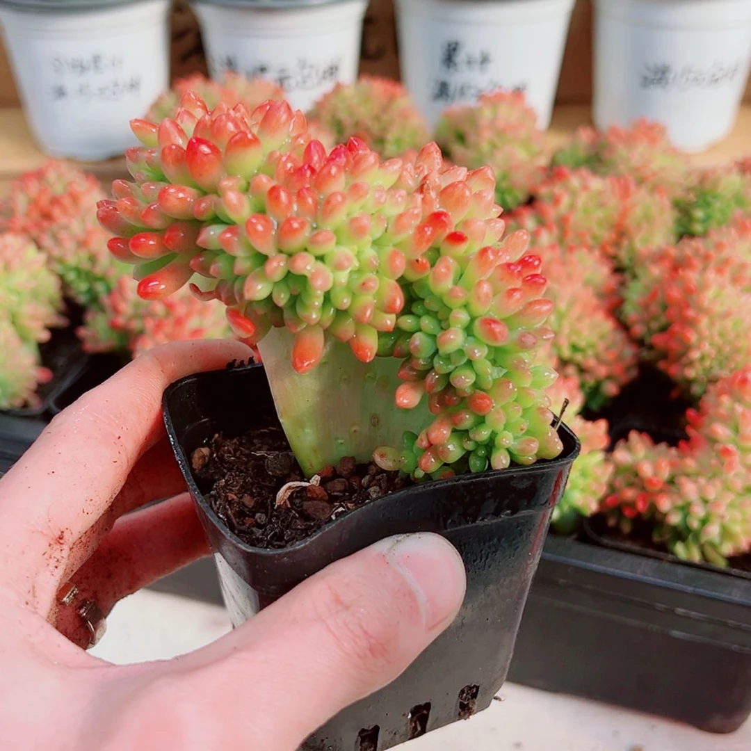 【闪购商品】青松缀化