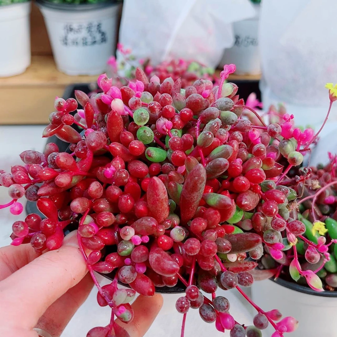 【闪购商品】紫玄月多肉