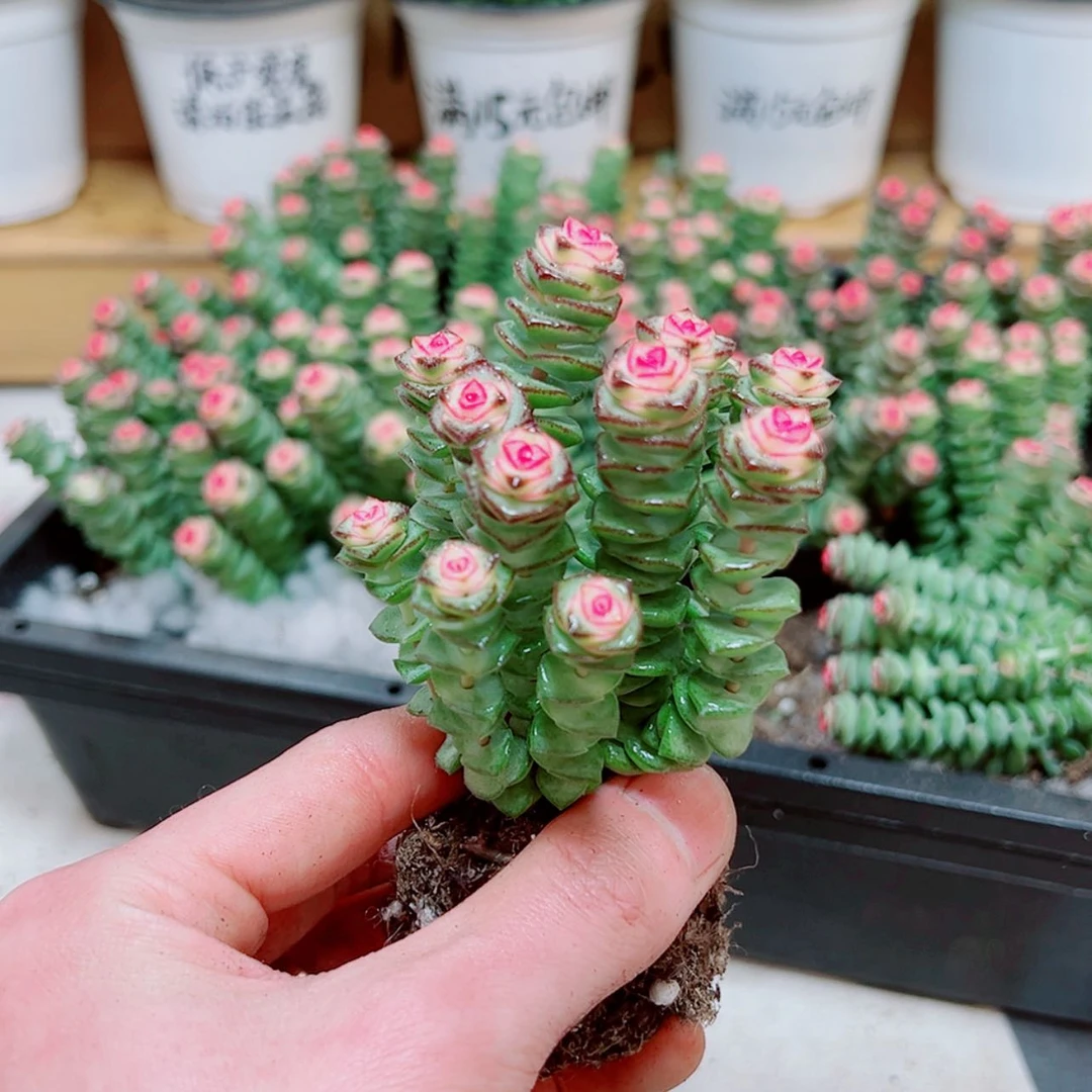 【闪购商品】彩色钱串