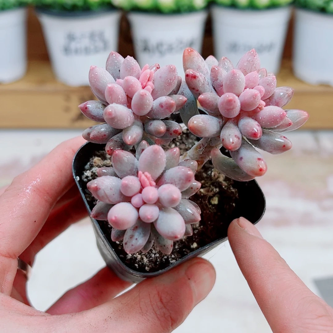 【闪购商品】婴儿手指