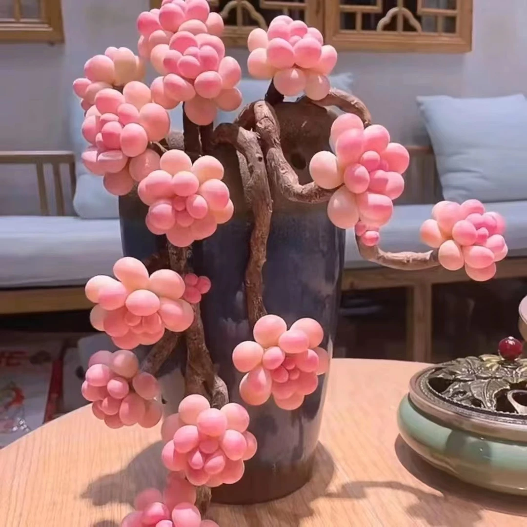 多肉植物多头桃蛋群生新手四季好养易活盆栽桌面阳台花卉绿植