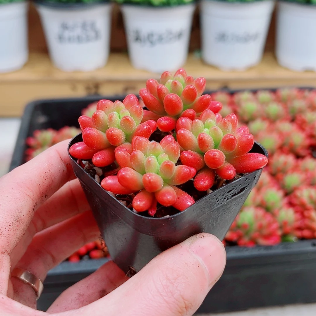 【闪购商品】虹之玉