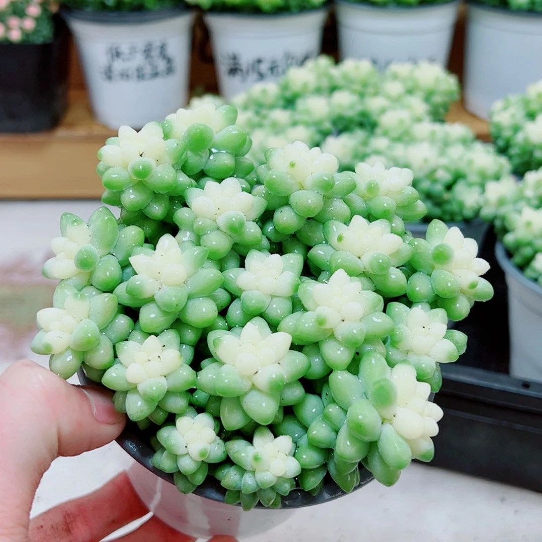 【闪购商品】大雪花玉坠