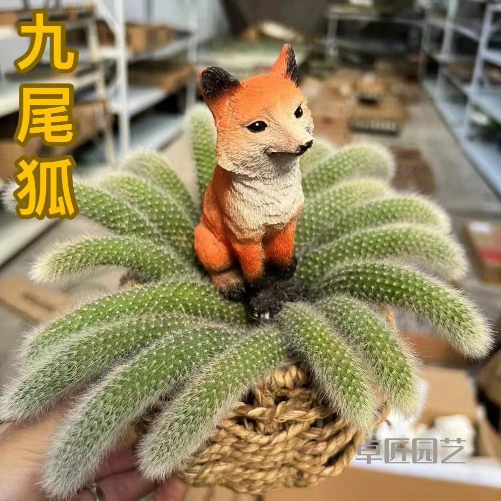 九尾狐多肉植物 会开花长毛仙人球 室内外室露养好养7-10厘米