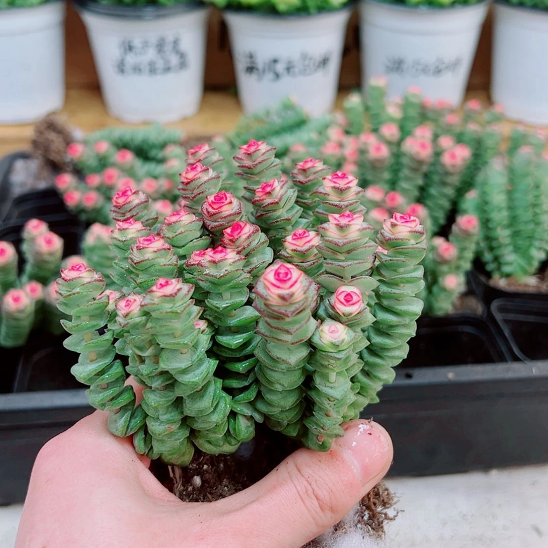 【闪购商品】彩色钱串