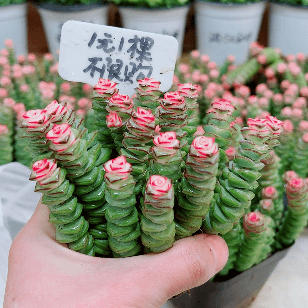 【闪购商品】1颗彩色钱串