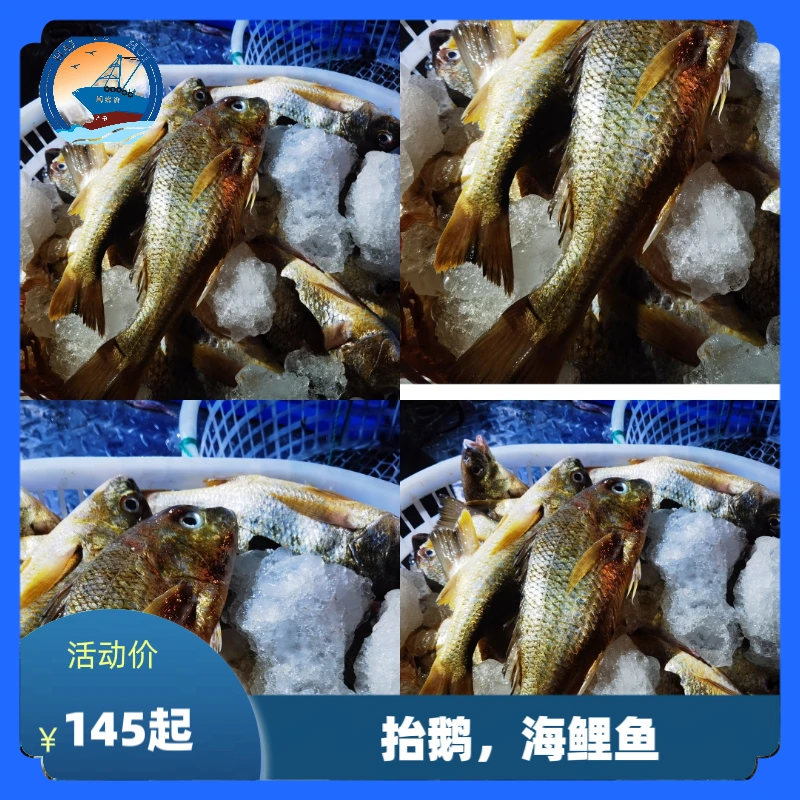 【码头直发】野生海鲤鱼，抬鹅  福建祥芝港海鲜顺丰/京东冷链