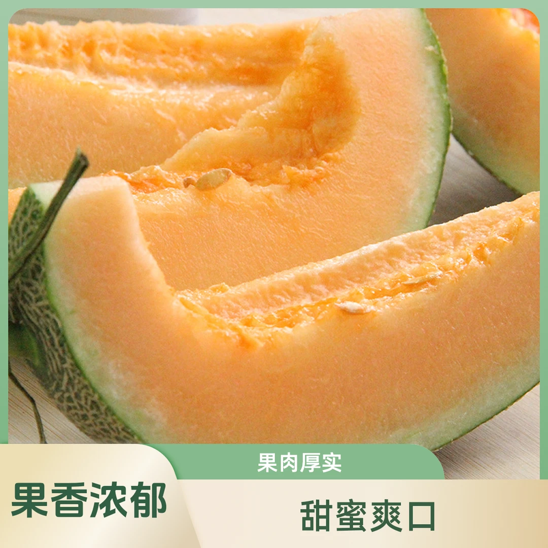 【缺点是太甜了】新疆哈密瓜西州蜜香甜蜜瓜新鲜香发货爽口甜蜜爆汁