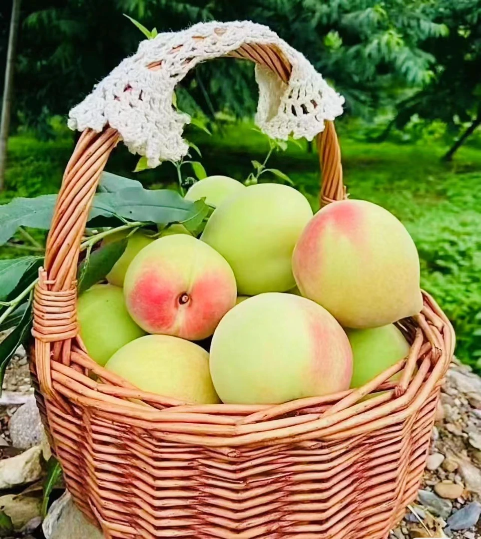 现摘现发中果沂蒙山小冬桃脆桃脆甜青州蜜桃水蜜桃蟠桃