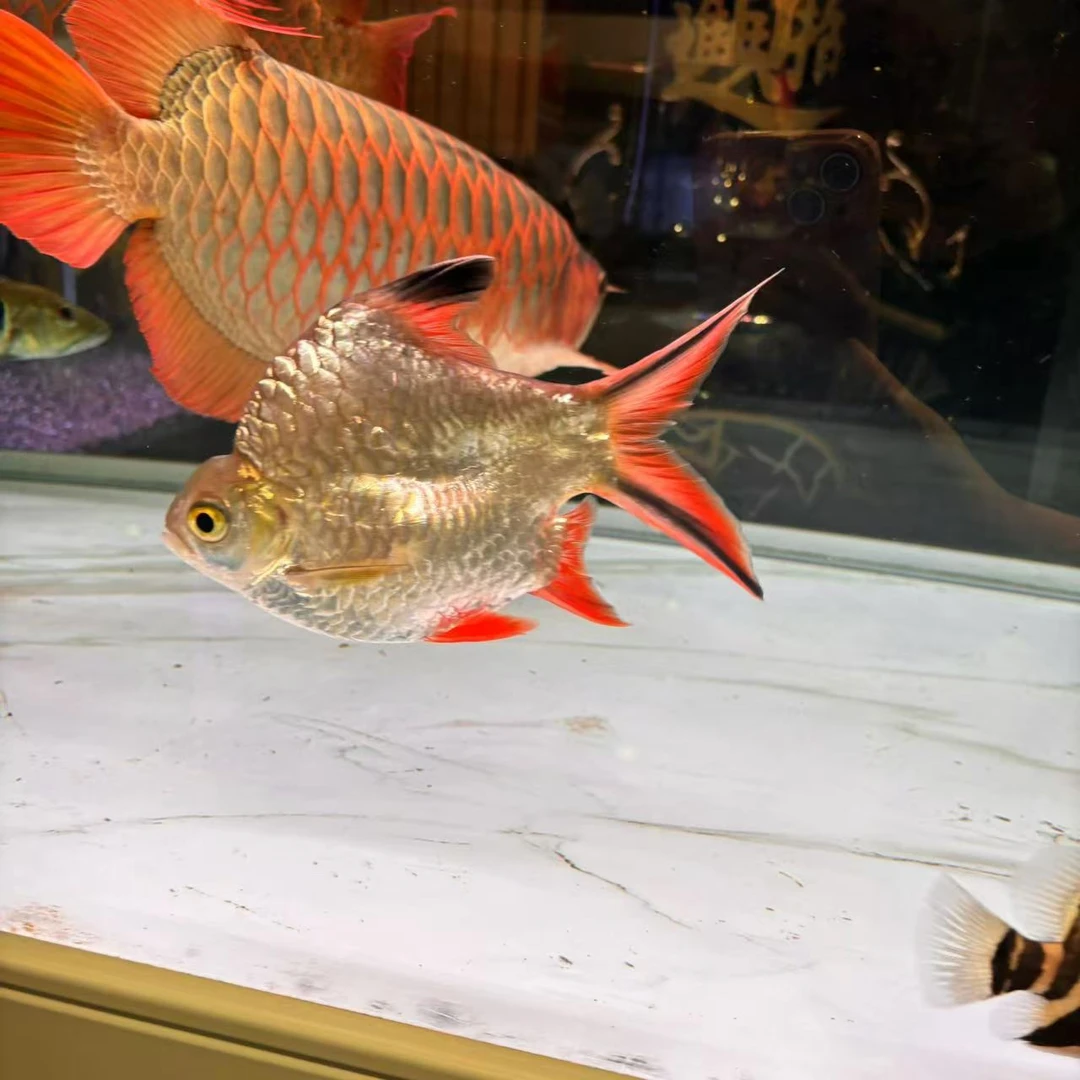 鱼场柠檬鲫元宝鲫观赏鱼鱼种