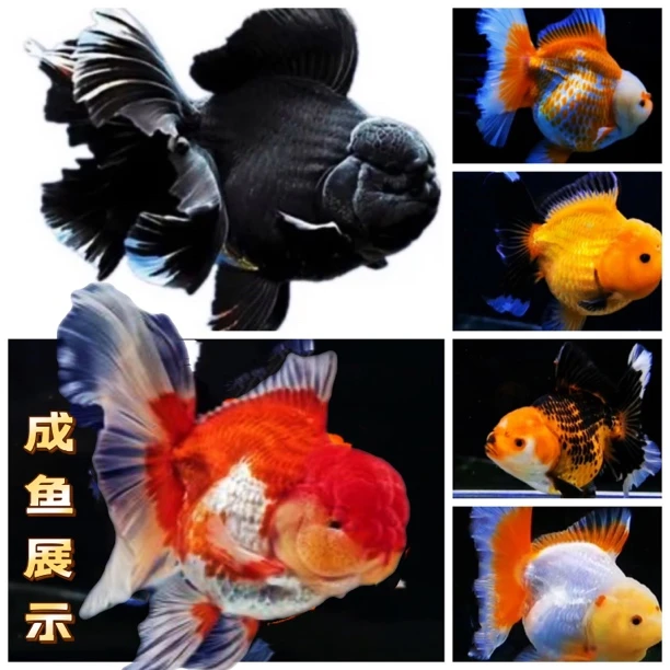 兰寿泰狮活鱼观赏鱼