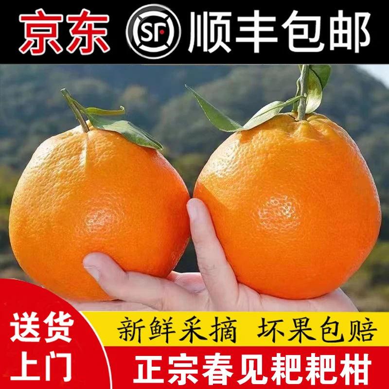 【顺丰/京东快递】四川春见耙耙柑手剥橘子粑粑柑丑橘5/8斤爆汁香甜
