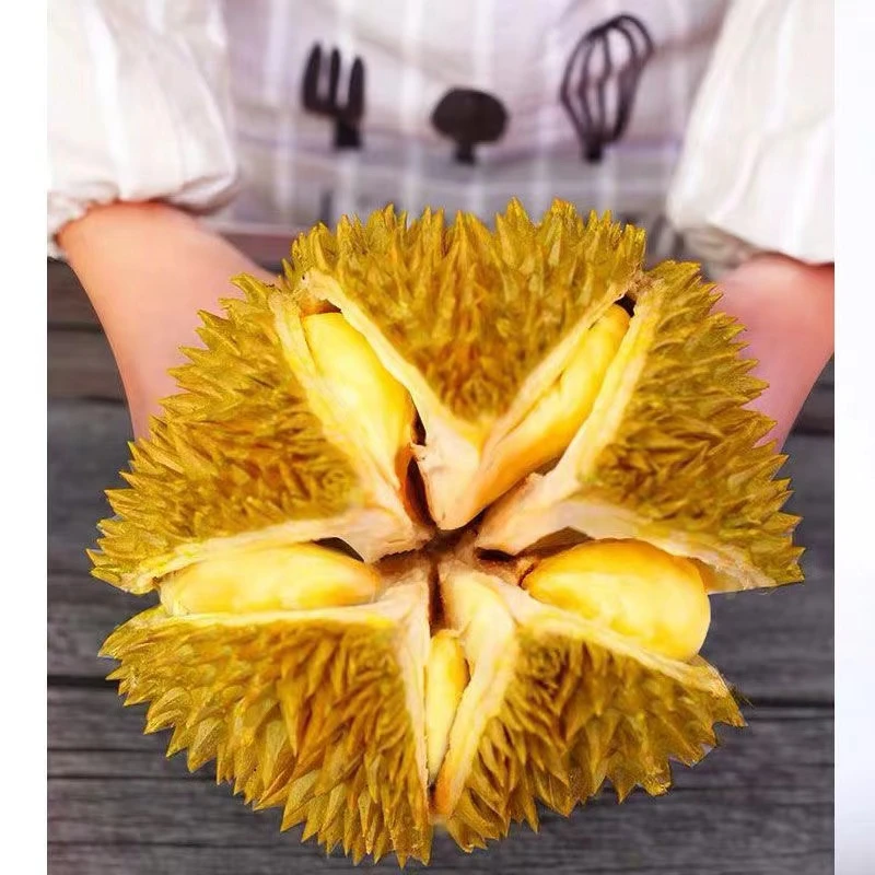 【昆明同城5】泰国树熟金枕榴莲(福利果肉不售后)