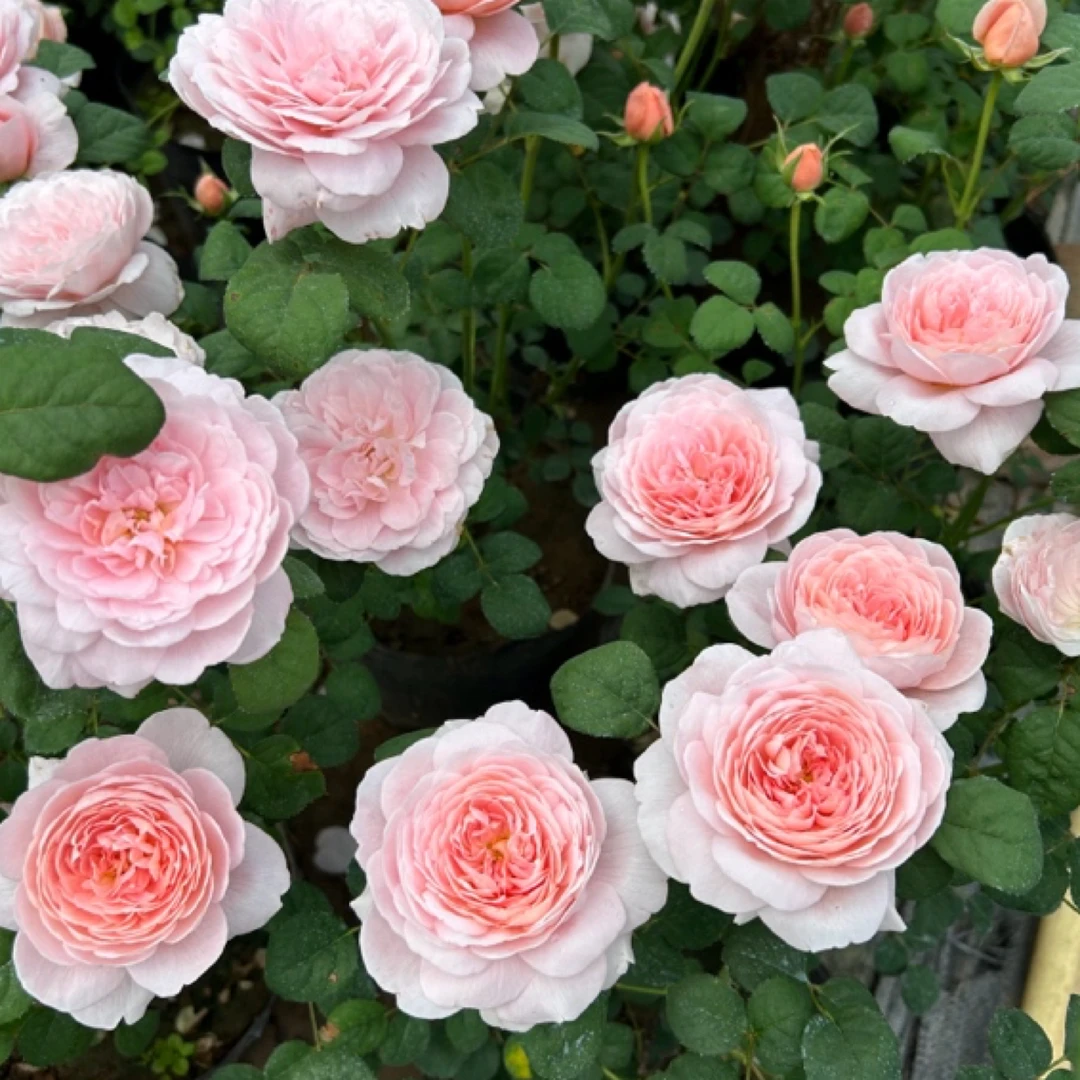 瑞典女王月季花苗直立勤花仙女粉可藤可灌盆栽地栽