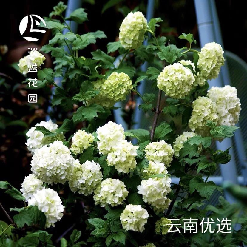 淡蓝花园【欧洲木绣球玫瑰】木本绣球- 耐寒花园阳台庭院植物绿植