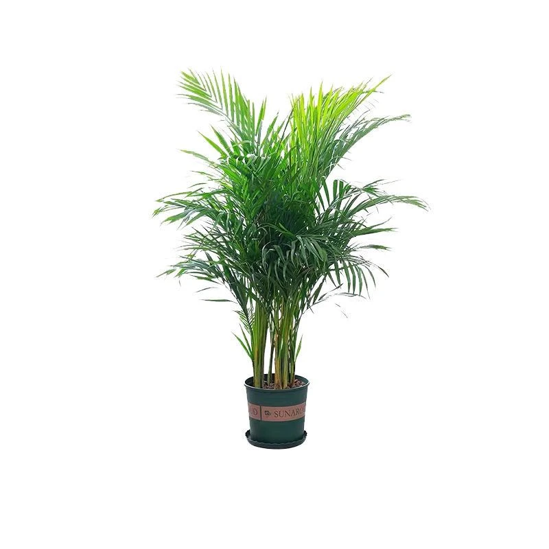 散尾葵凤尾竹袖珍叶子四季长青客厅绿植室内高档绿植花卉盆栽