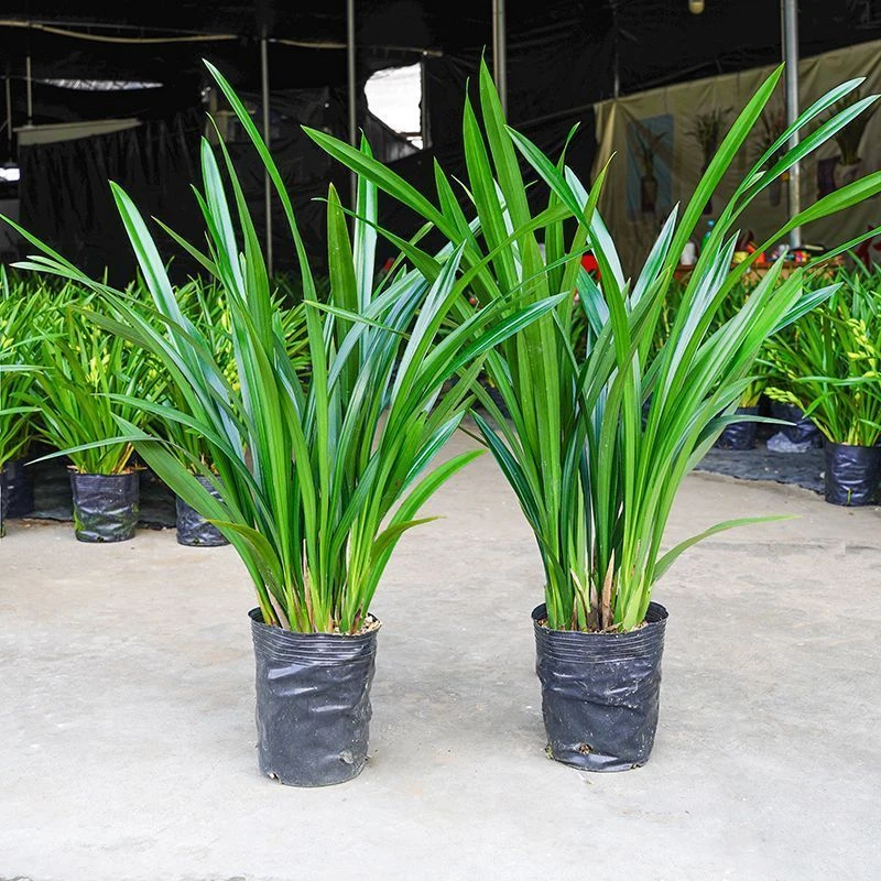 兰花耐寒高档苗墨兰企黑浓香型室内客厅四季好养花卉开花盆栽