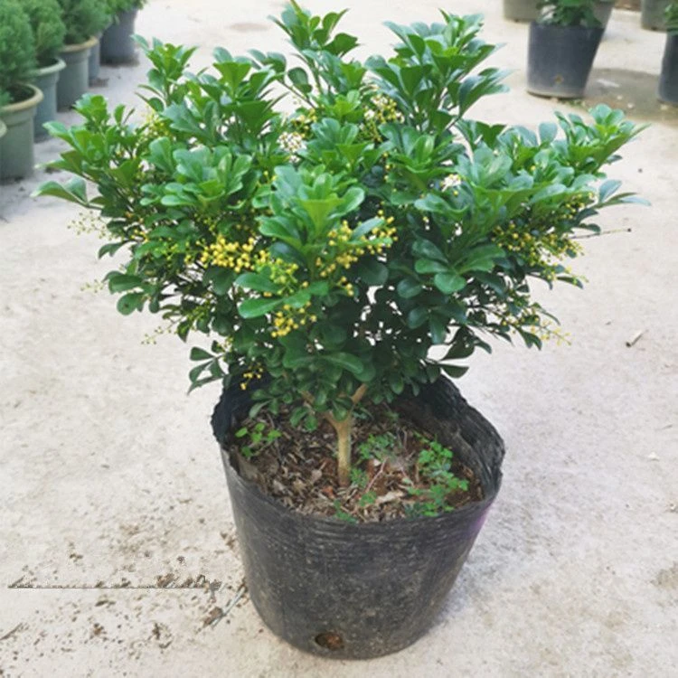 带花苞香水米兰花盆栽室内鲜花花卉盆栽四季开花浓香好养绿植盆景