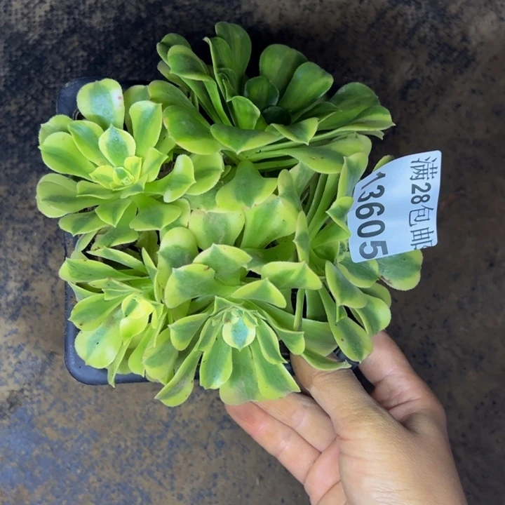 13605绿豆沙多肉植物