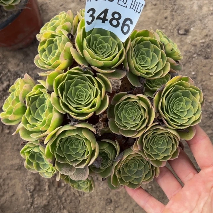 3486奶白多肉植物