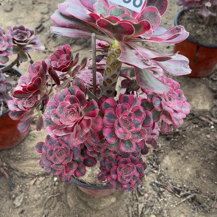 3666丽娜多肉植物