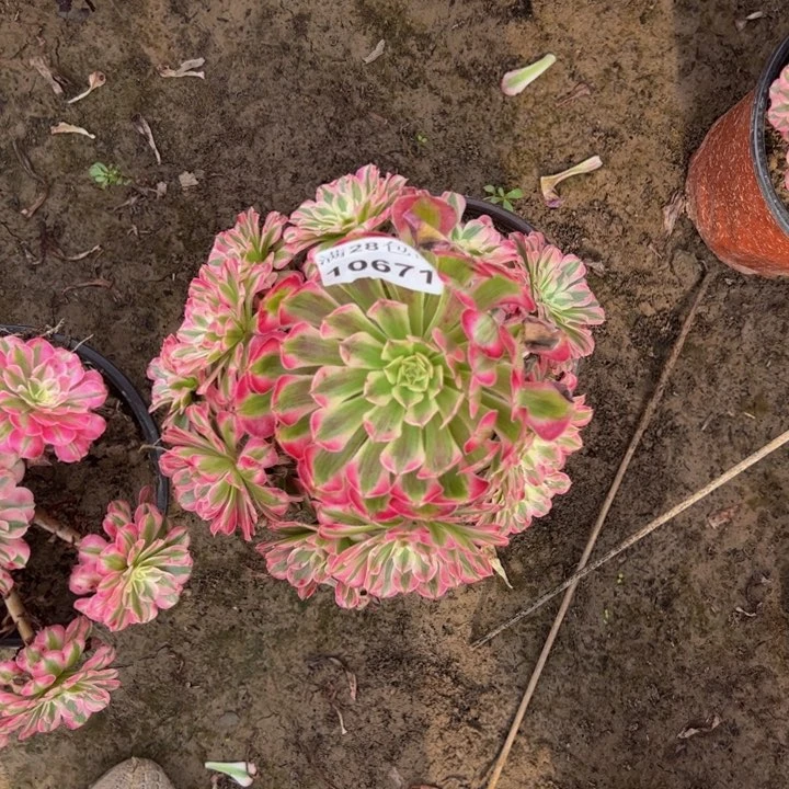 10671同白多肉植物