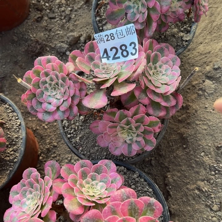 4283三颗不包损多肉植物