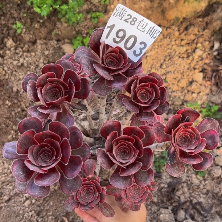 1903丽娜多肉植物